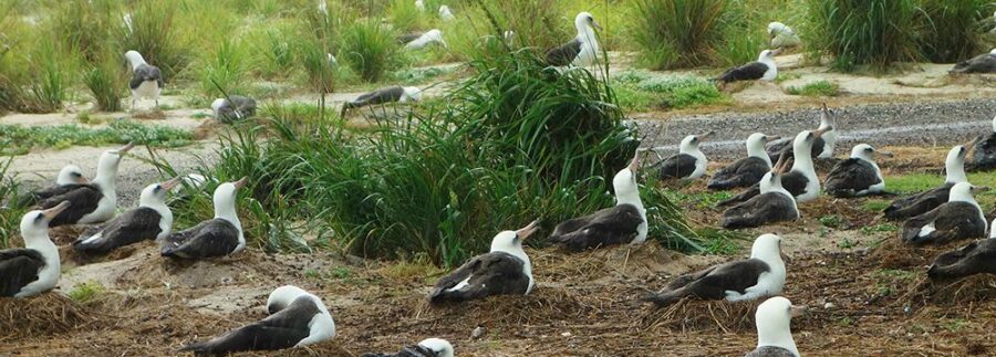 A group of nesting albatrosses lift their beaks to catch and drink rainwater as it falls.